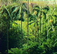 Fern Tree Pool and Giant's Chair Circuit - Sydney Tourism
