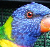 Fraser Coast Wildlife Sanctuary - Sydney Tourism