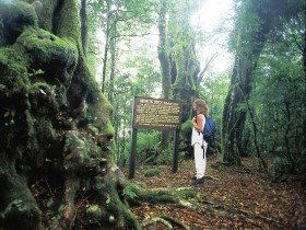 Tooloona Creek Circuit - Sydney Tourism 0