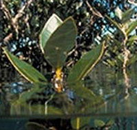 Jawbone Marine Sanctuary - Sydney Tourism