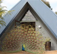Halls Gap Zoo - Sydney Tourism