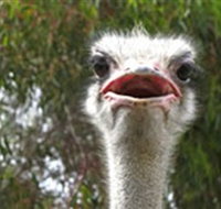 The Vault - Hastings Ostrich Farms  Crown Exotic Leather - Sydney Tourism