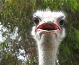 The Vault - Hastings Ostrich Farms & Crown Exotic Leather - Sydney Tourism 0