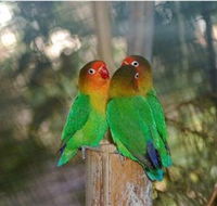 Ballarat Bird World - Sydney Tourism