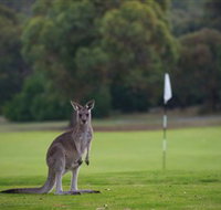 Anglesea Golf Club - Sydney Tourism