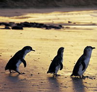 Phillip Island Nature Park - Sydney Tourism