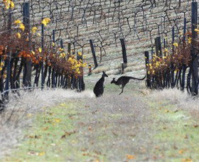 Blue Pyrenees Estate - Sydney Tourism 0