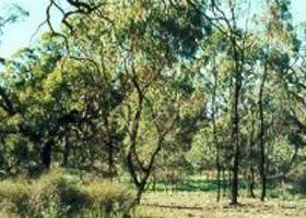 Macorna VIC Sydney Tourism