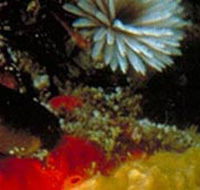 Point Cooke Marine Sanctuary