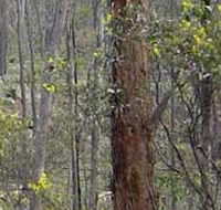 Heathcote-Graytown National Park - Sydney Tourism