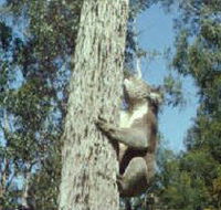 Creswick Regional Park - Sydney Tourism