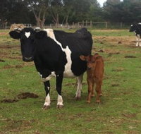 Animal Land Children's Farm - Sydney Tourism