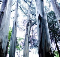 Dandenong Ranges National Park - Sydney Tourism