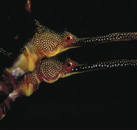 Eagle Rock Marine Sanctuary - Sydney Tourism