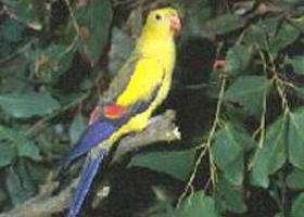 Lake Hindmarsh Reserve - Sydney Tourism 0