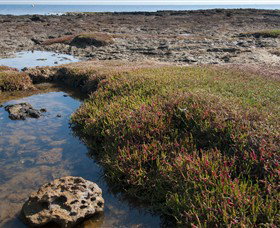 Ricketts Point Marine Sanctuary - Sydney Tourism 0