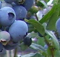 Tuckerberry Hill - Sydney Tourism