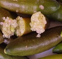 Sandy Creek Olives and Finger Limes - Sydney Tourism