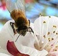 Clayridge Honey - Sydney Tourism
