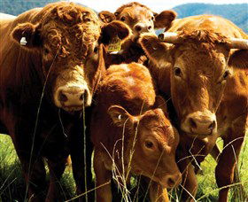 Krinklewood Vineyard - Sydney Tourism 4