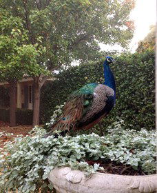 Krinklewood Vineyard - Sydney Tourism 2