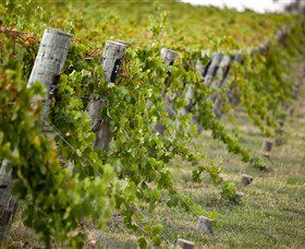 Moothi Estate Vineyard And Cellar Door - Sydney Tourism 1