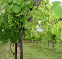 Holland Wines