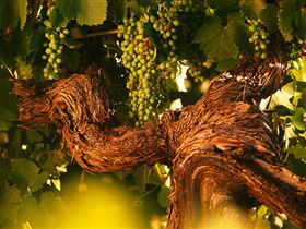 Henschke Cellars - Sydney Tourism 4