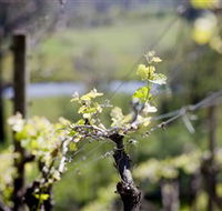 Mount Cole WineWorks