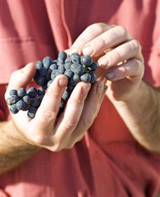 Modewarre VIC Sydney Tourism