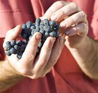 Brown Magpie Wines - Sydney Tourism