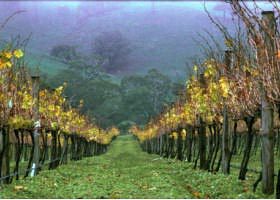 McIvor Estate - Sydney Tourism 1