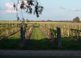 Water Wheel Vineyards - Sydney Tourism 0