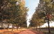 Water Wheel Vineyards - thumb 1