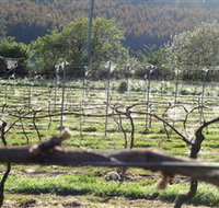 Three Willows Vineyard - Sydney Tourism