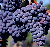 Morningside Vineyard - Sydney Tourism