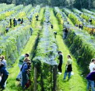 Crosswinds Vineyard - Sydney Tourism