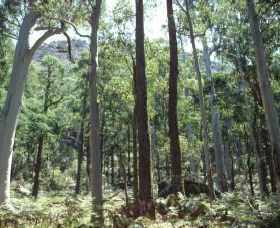 Cathedral Range State Park - Sydney Tourism 0