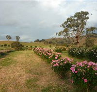 Damasque Rose Oil Farm - Sydney Tourism