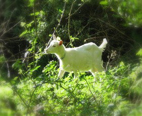 Karmic Goat Soapworks - Sydney Tourism 1