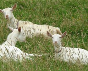 Karmic Goat Soapworks - Sydney Tourism 6