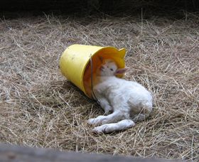 Karmic Goat Soapworks - Sydney Tourism 7