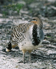 Ongerup ACT Sydney Tourism