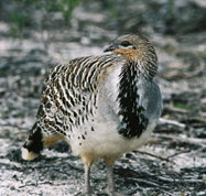Yongergnow Australian Malleefowl Centre - Sydney Tourism