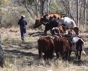 Gleneden Organic Farm And The Gleneden Bullock Team - Sydney Tourism 1