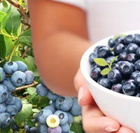 Jolly Berries