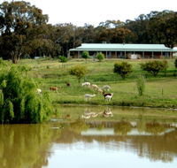 Clearview Alpacas