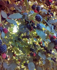 Gunnadoo Berries - Sydney Tourism 0