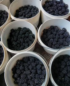 Gunnadoo Berries - Sydney Tourism 3