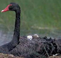 French Island Marine National Park - Sydney Tourism